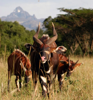 Mount Kenya Wildlife Conservancy, Prague Zoo partner for conservation and restoration of Mountain Bongo habitat