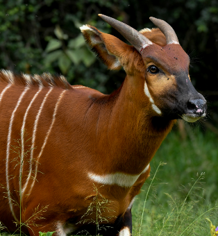 5 more critically endangered Mountain Bongos released into the wild in Kenya’s successful Bongo breeding and rewilding programme